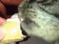 aczy.gif